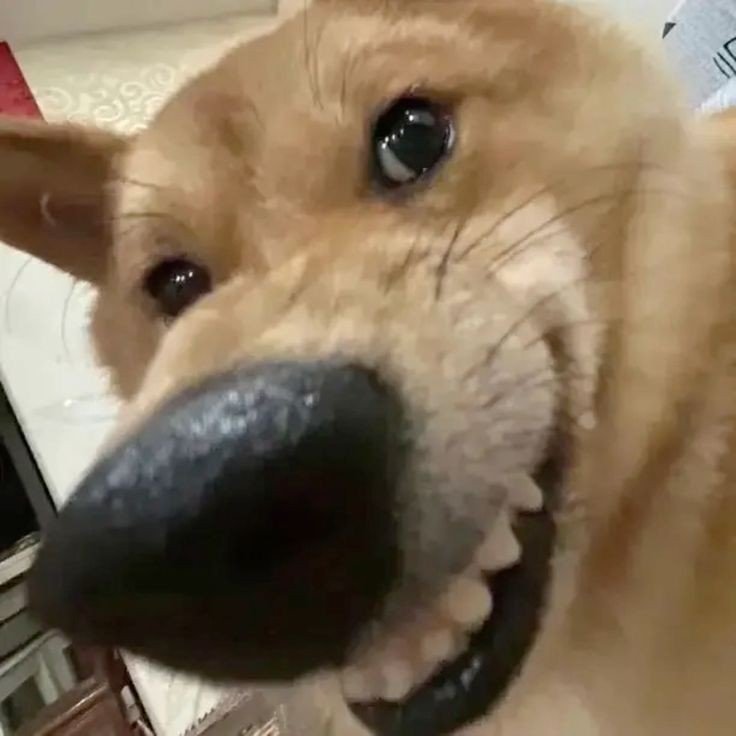 Goofy ahh pfp Goofy ahh pfp